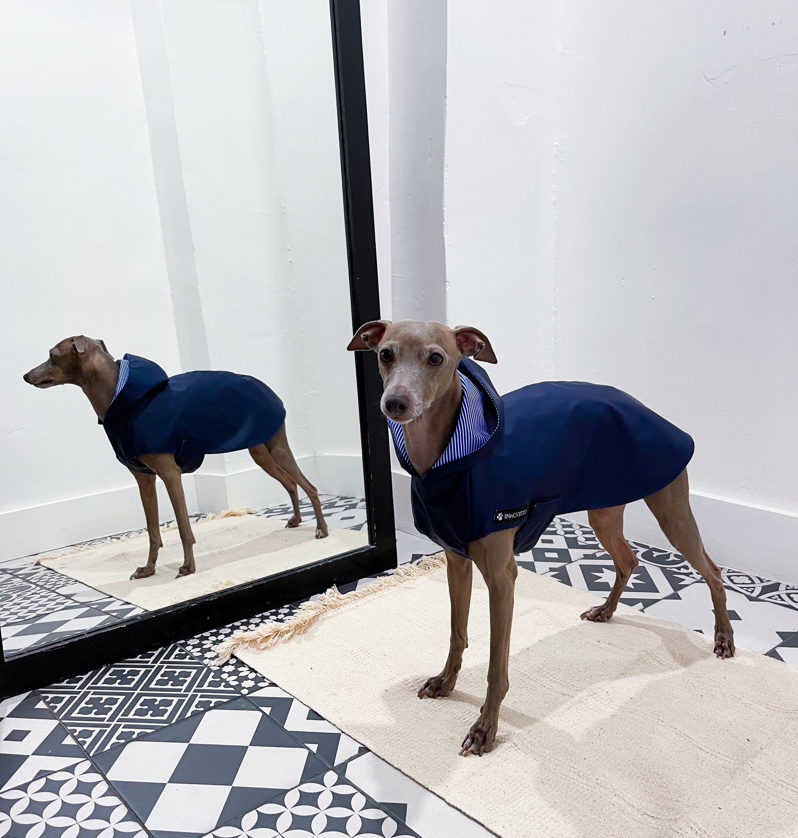 Imperméable petit lévrier italien innovertodog