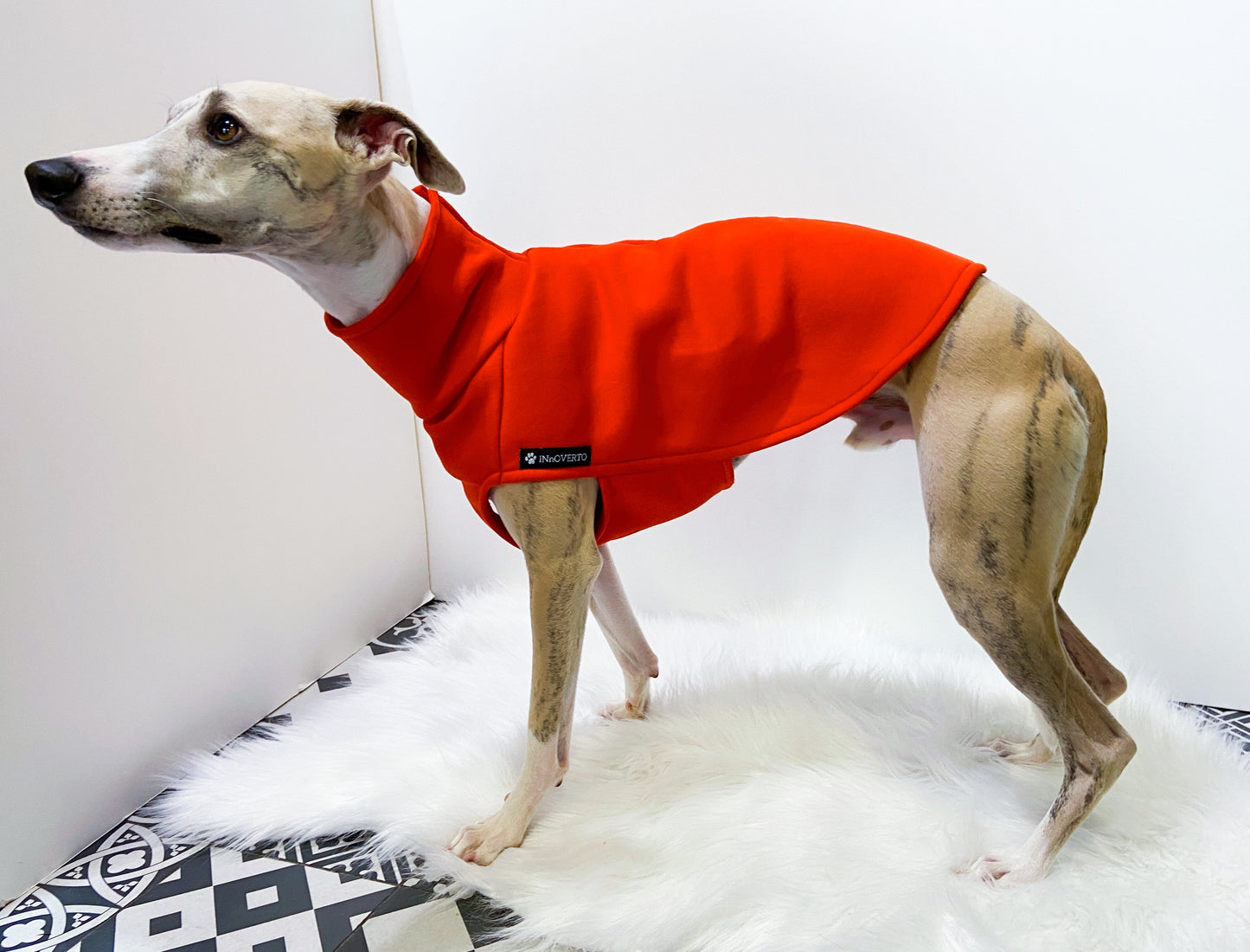 Sweat-shirt whippet innoverto.dog