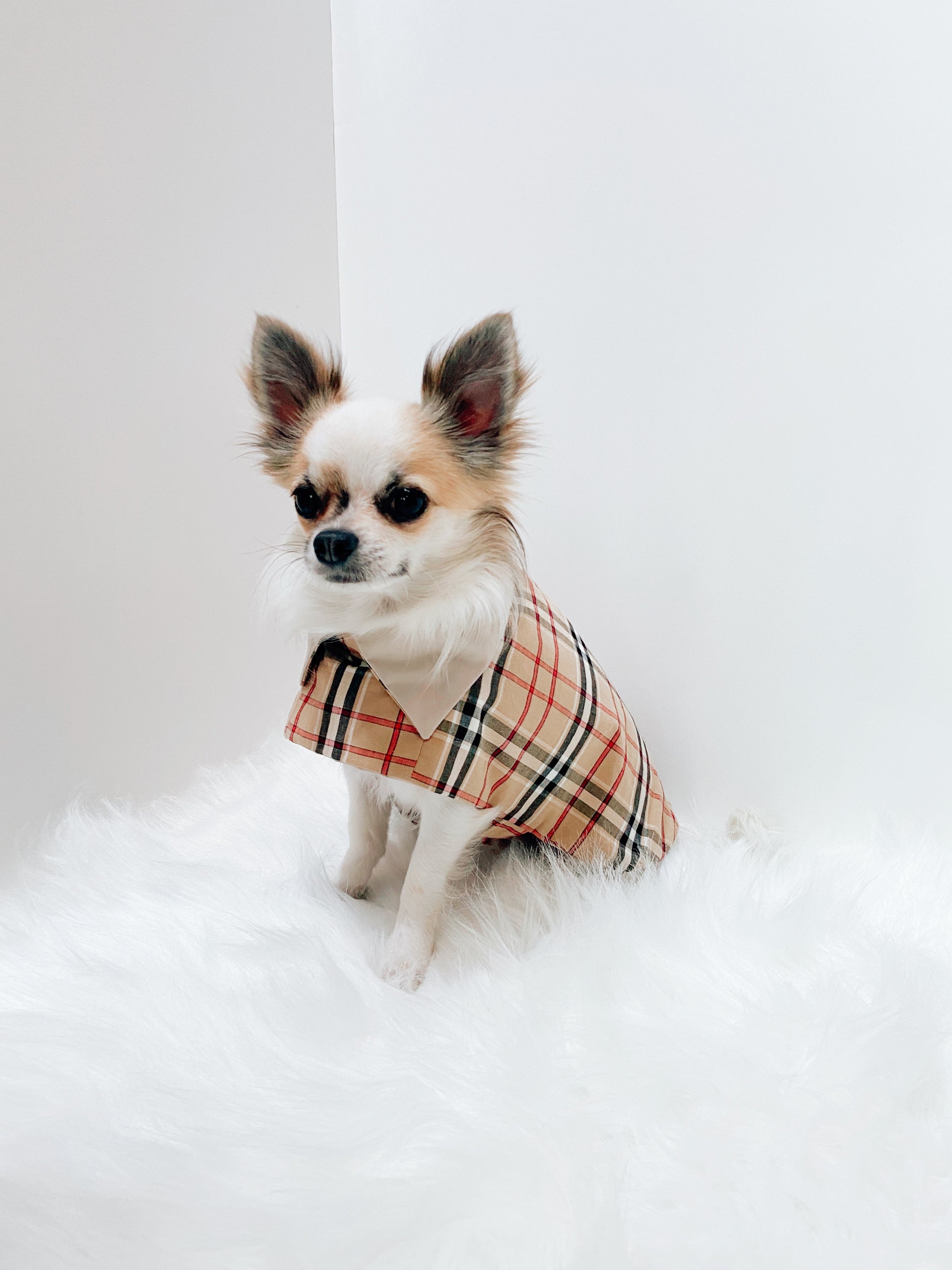 Trench manteau chihuahua