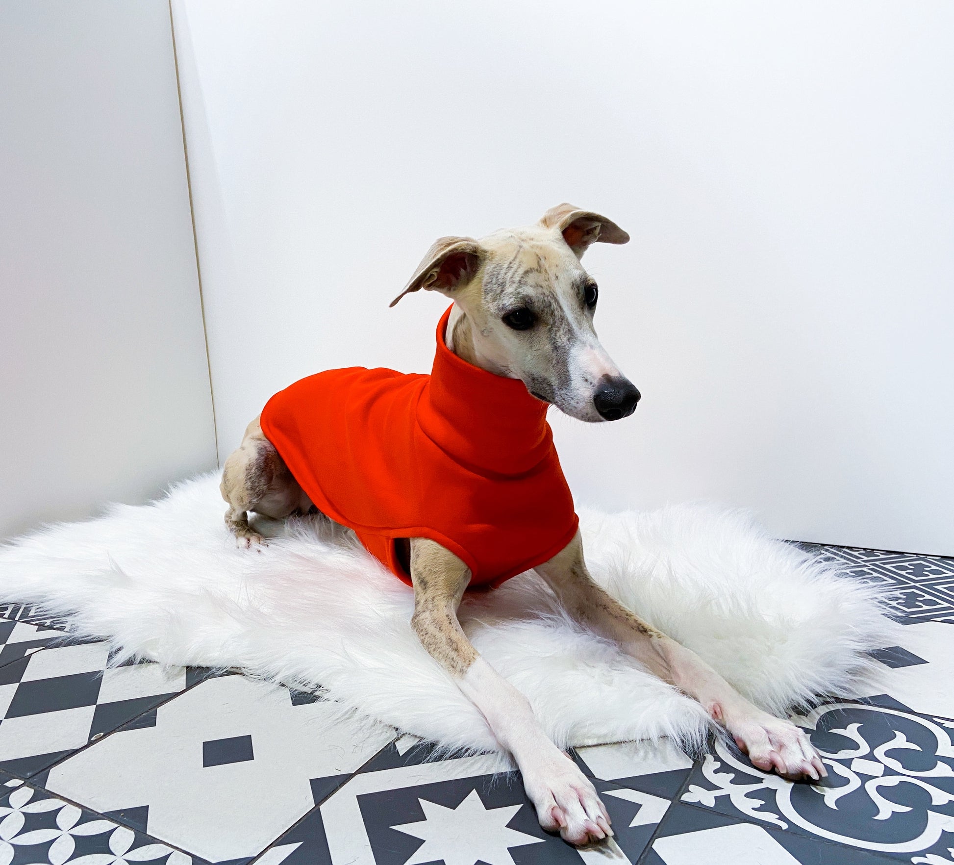 Sweat-shirt whippet innoverto.dog