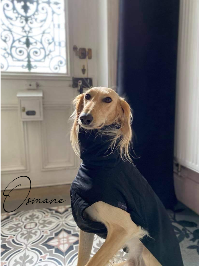 pull manteau vêtements lévrier saluki