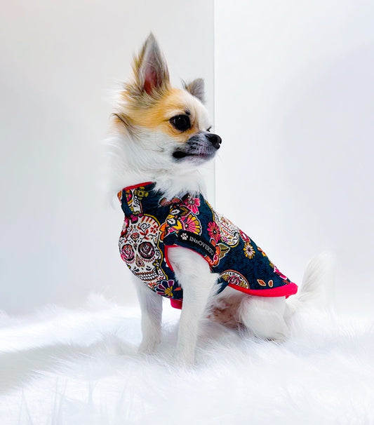 Rio, chihuahua, portant un manteau INnOVERTO Dog à motifs de crânes mexicains multicolores et bordures fuchsia.