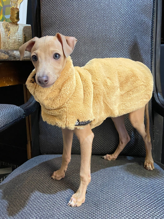Sirius debout portant la face unie dorée du manteau en fourrure réversible INnOVERTO Dog.