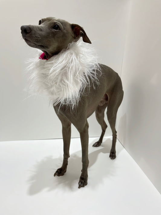 Lévrier italien portant un snood en fourrure blanche à longs poils INnOVERTO Dog.