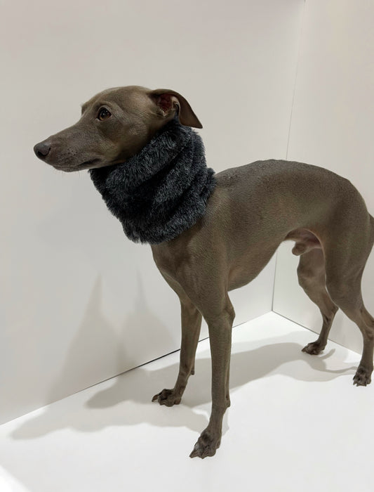 Lévrier italien portant un snood en fourrure à poils courts. INnOVERTO Dog.