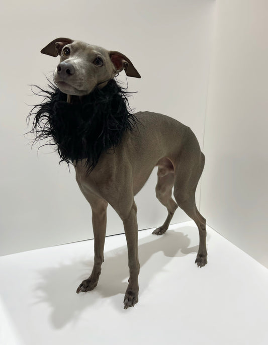 Lévrier italien portant un snood en fourrure noire à longs poils INnOVERTO Dog.